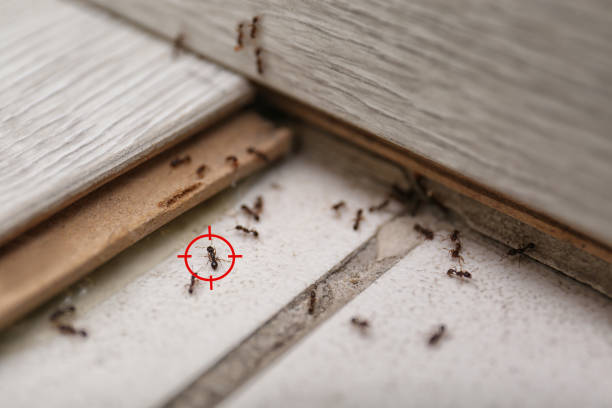 Best Wasp Removal Services  in Higganum, CT
