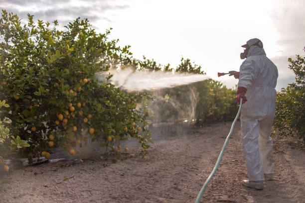 Best Local Pest Control Services  in Higganum, CT