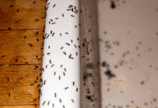 Best Best Pest Control Companies  in Higganum, CT