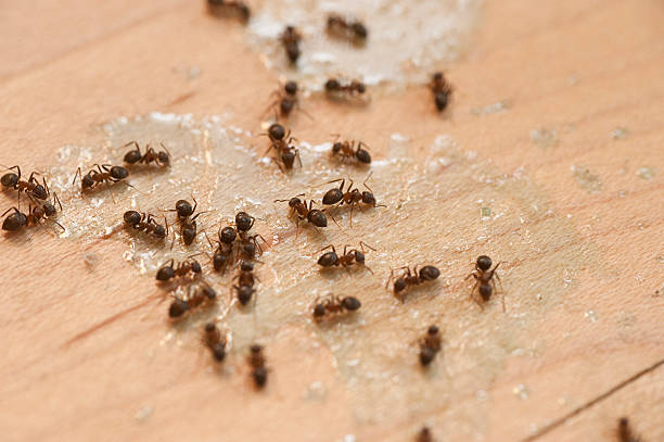 Best Local Pest Control Services  in Higganum, CT