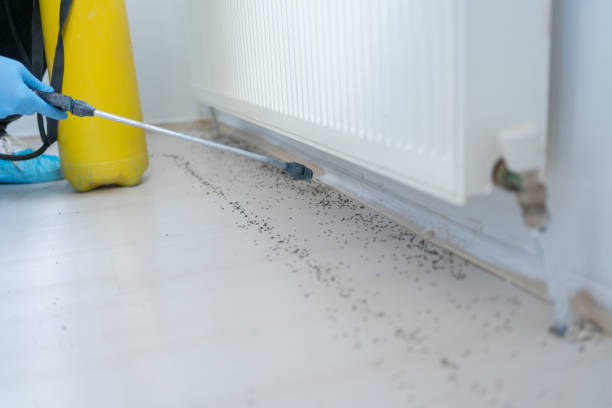 Best Exterminator Services  in Higganum, CT